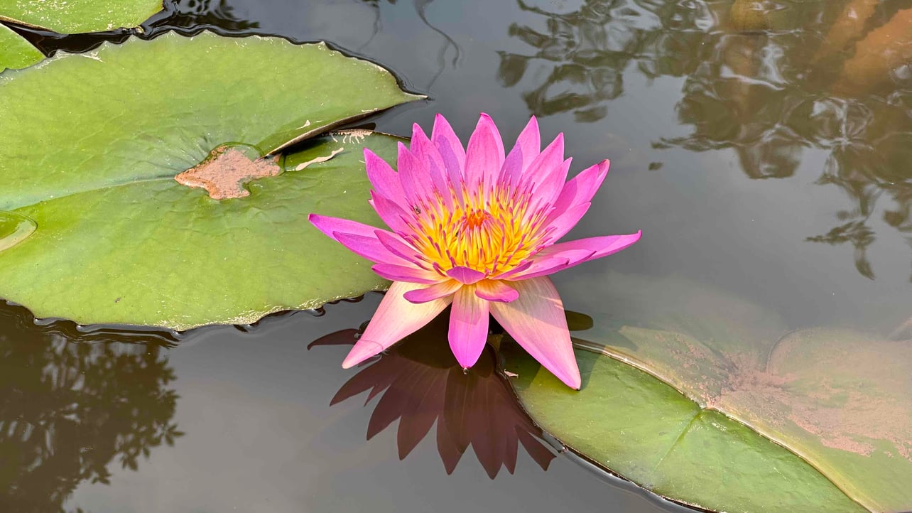 William (willimc) Farcaster social identity (Fname handle) PFP