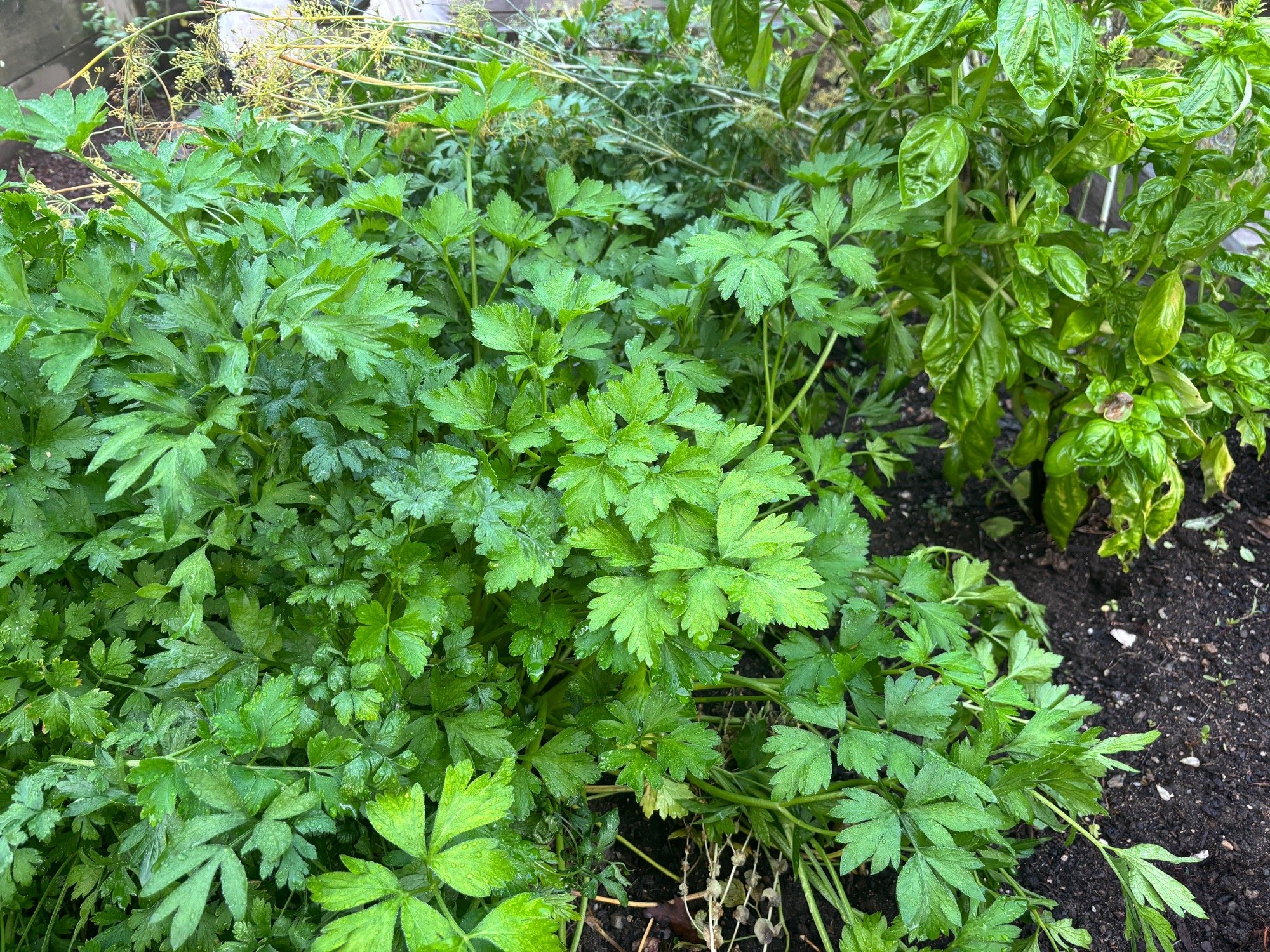 Embed from @adrienne