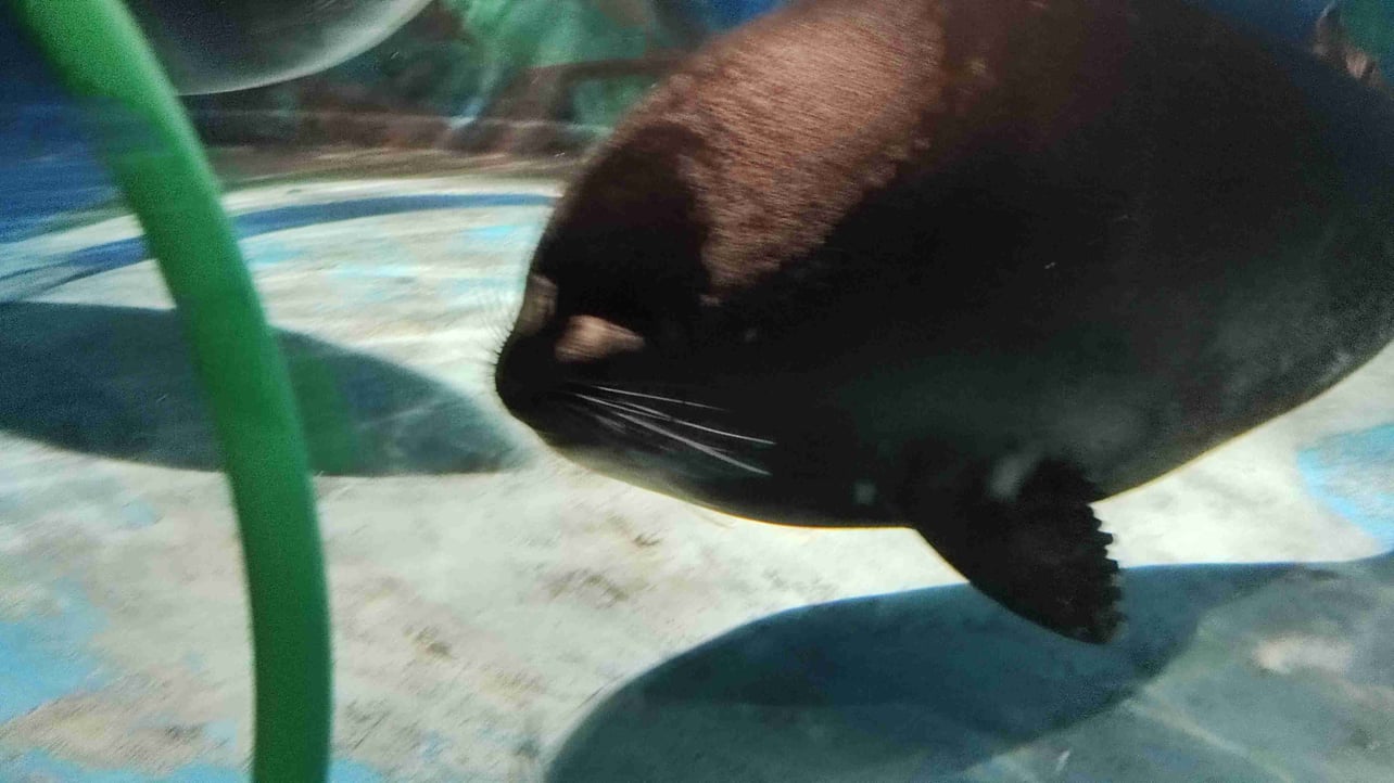 igorokkk.lens Lens social identity (.lens handle) PFP