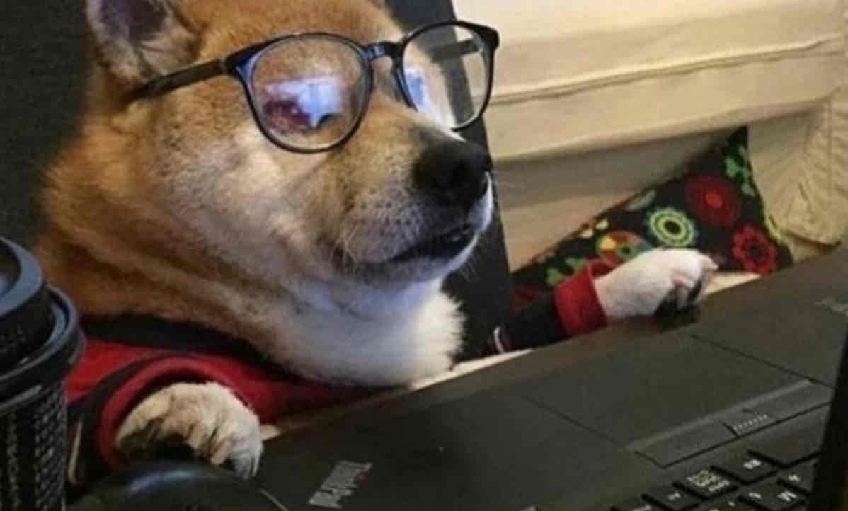 Bucking The Trends (buckingthetrends) Farcaster social identity (Fname handle) PFP