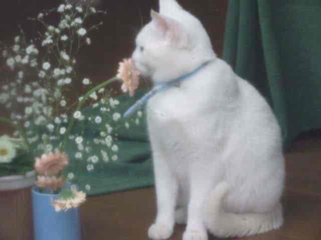 fourteli Farcaster social identity (Fname handle) PFP