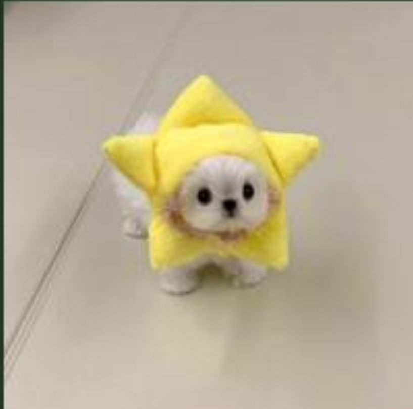 Puppy wifhat