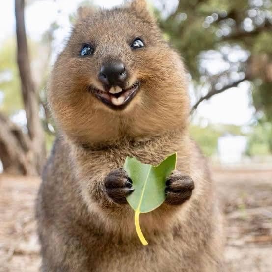 Quokka Coin