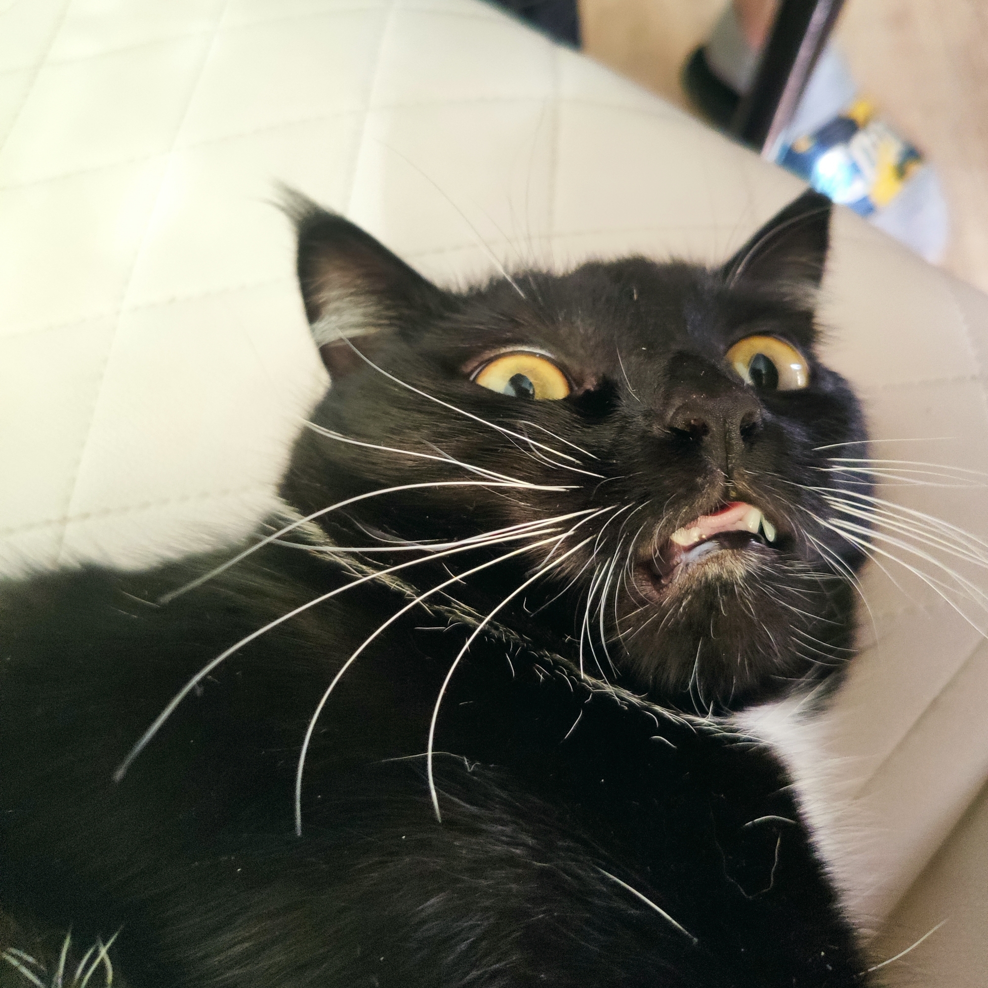 kiv1n Farcaster social identity (Fname handle) PFP