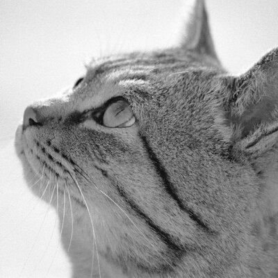 switcherz.lens Lens social identity (.lens handle) PFP