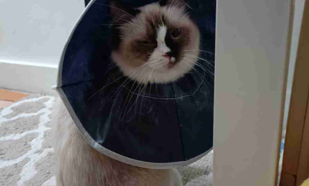 Chiu (cman6518) Farcaster social identity (Fname handle) PFP