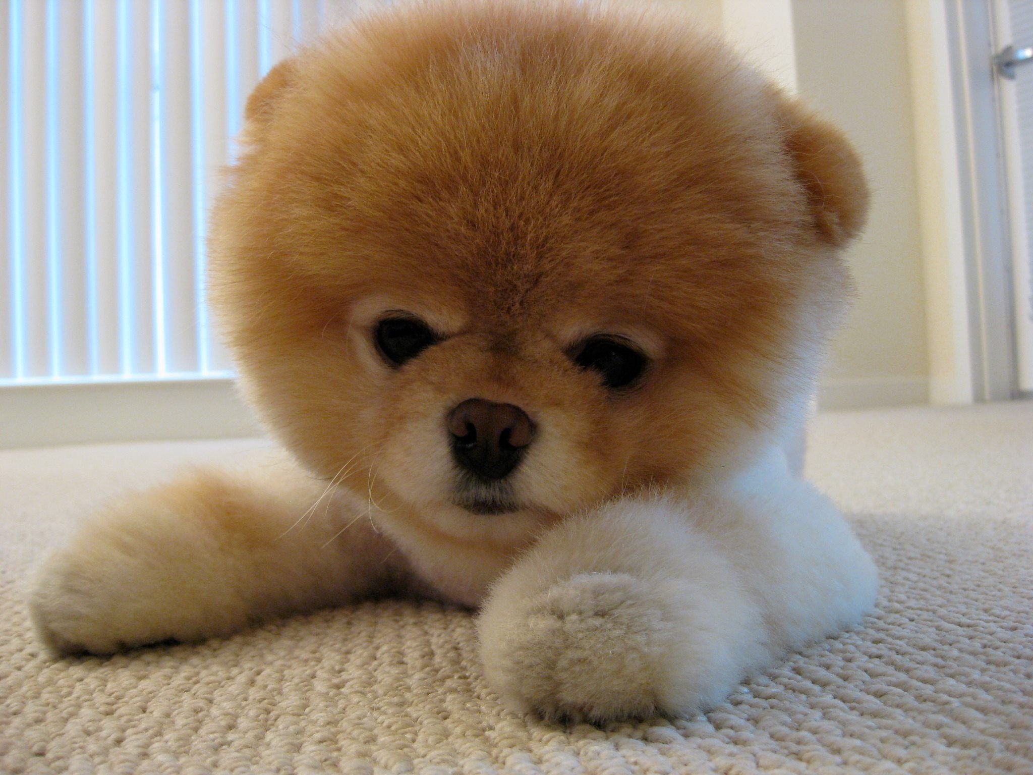 Sharon (sharonrob.lens) Lens social identity (.lens handle) PFP