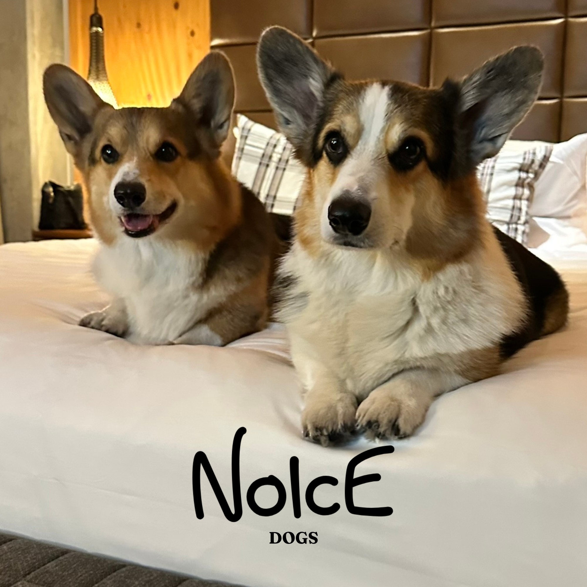 Noice Dogs