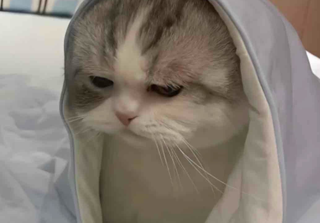 Minhaz Mollik ~ π§Ώ pfp