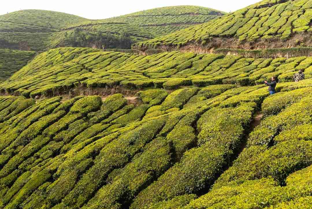 Bored Bookman (wallskianna232) Farcaster social identity (Fname handle) PFP