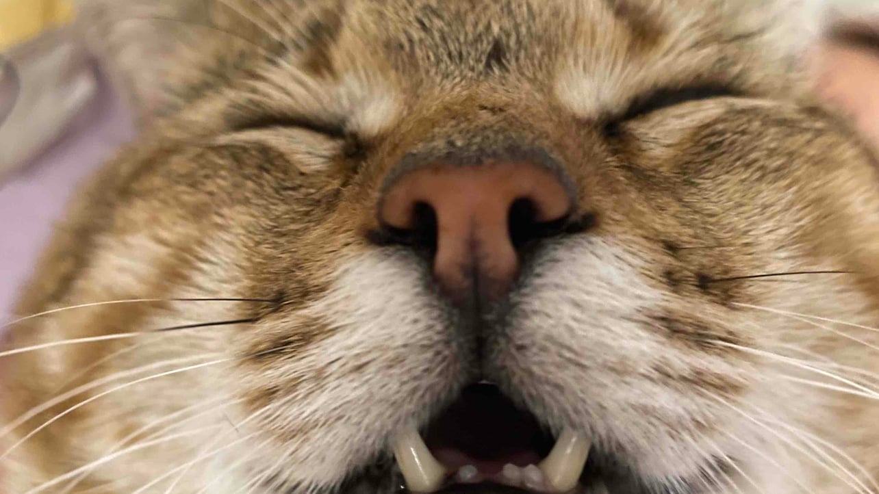 Nik (vesano.lens) Lens social identity (.lens handle) PFP