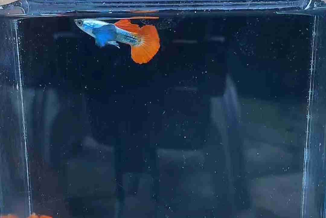 Marcus Dixon (freexrp.lens) Lens social identity (.lens handle) PFP