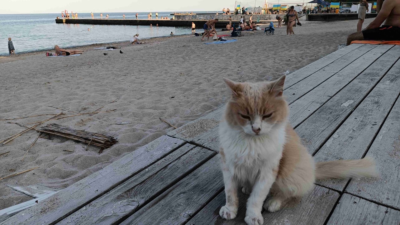 Nick (user201.lens) Lens social identity (.lens handle) PFP