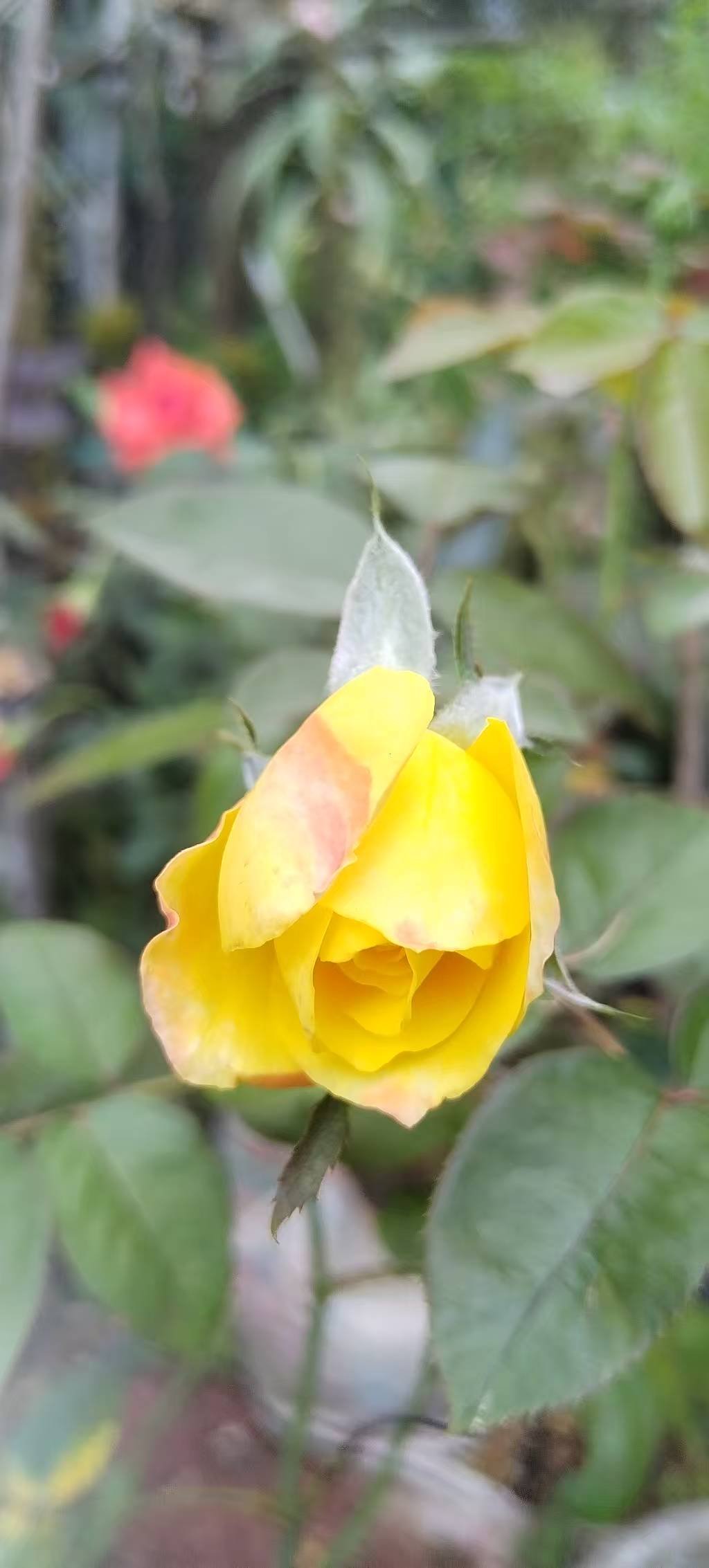 orbguy.linea.eth Linea Name Service (.linea.eth domains) based on ENS PFP