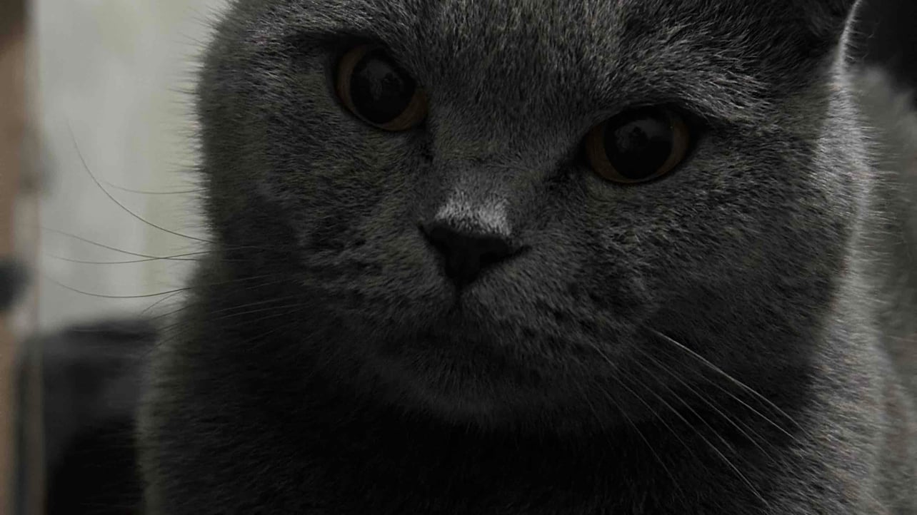 Дирка (dirka.lens) Lens social identity (.lens handle) PFP