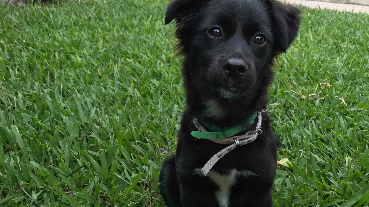 nicogmnz.eth Ethereum Name Service (ENS and .eth domain) PFP