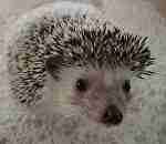 Skunkyus255 pfp