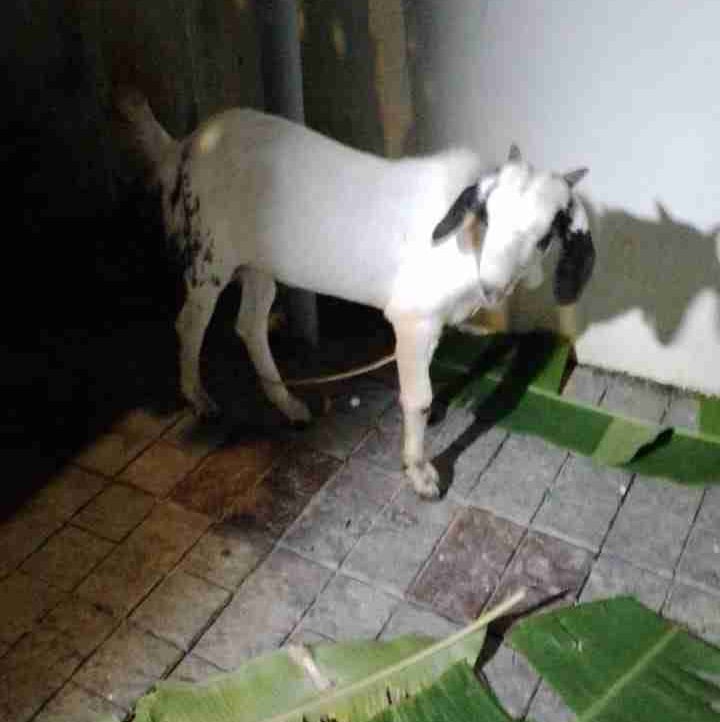 Muhammed Hashim (hashimdub7.lens) Lens social identity (.lens handle) PFP