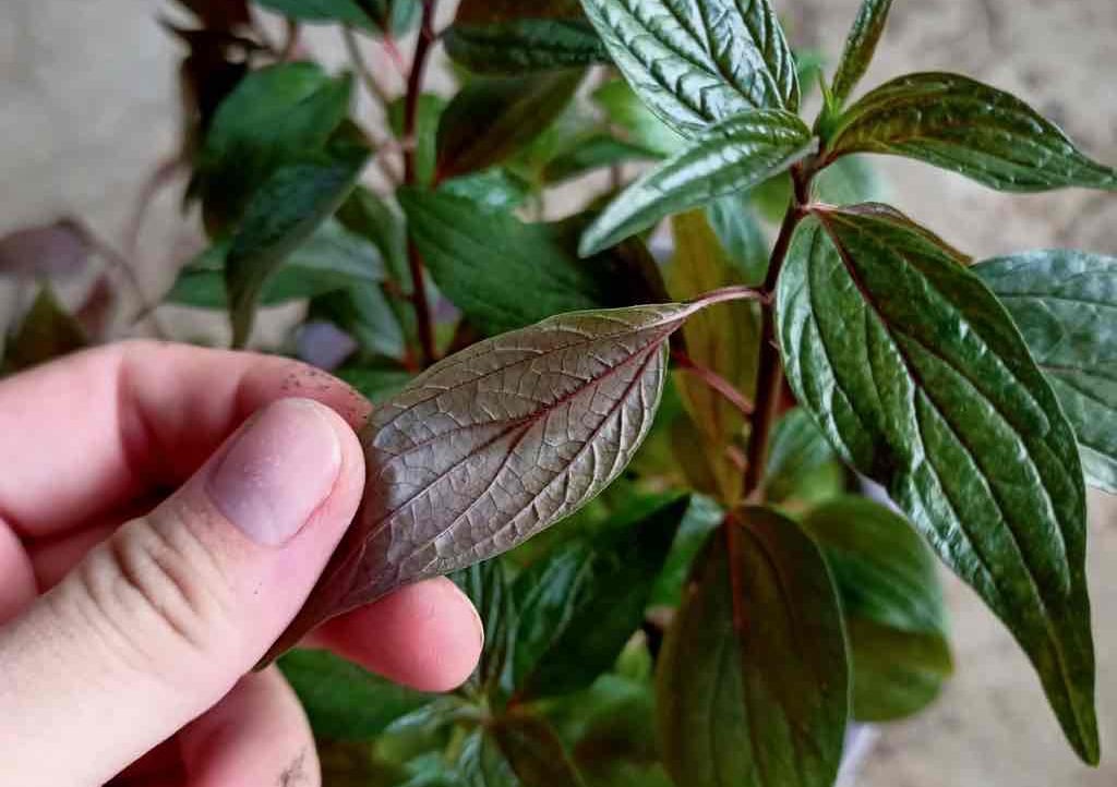 kheralua1 (kheralua1.lens) Lens social identity (.lens handle) PFP