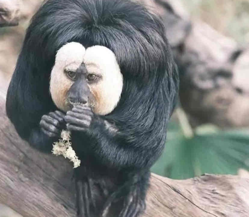 Van Nguyen (ttuongvan) Farcaster social identity (Fname handle) PFP