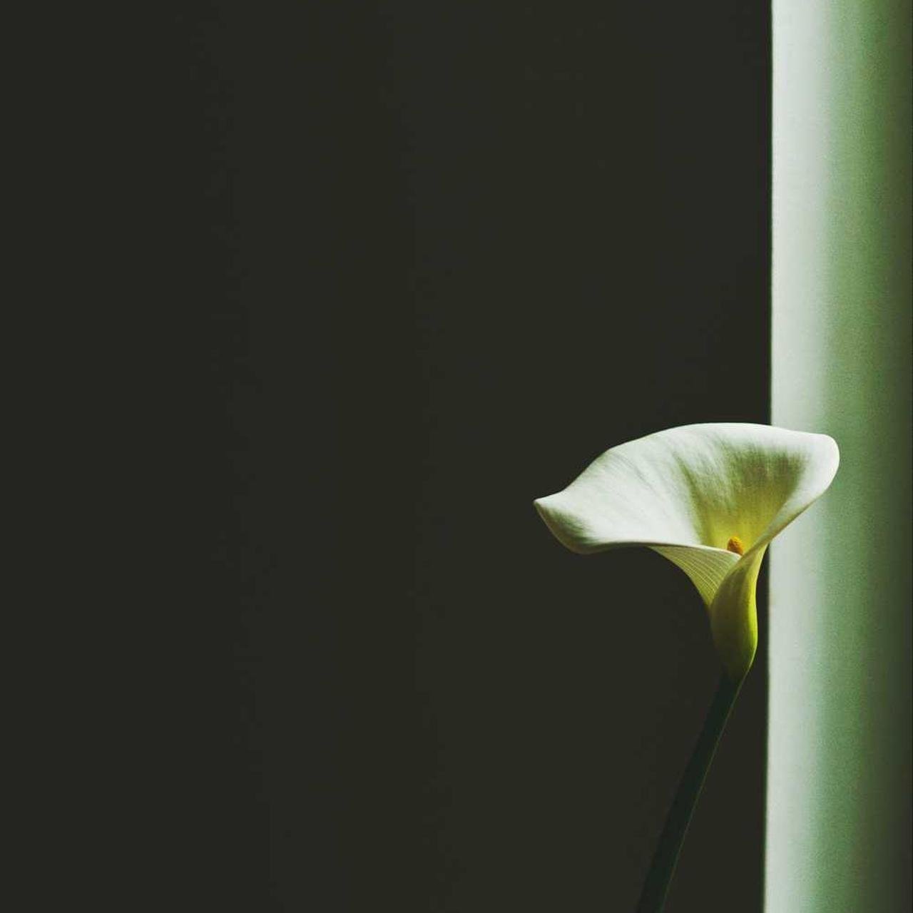 axietrading.eth Ethereum Name Service (ENS and .eth domain) PFP