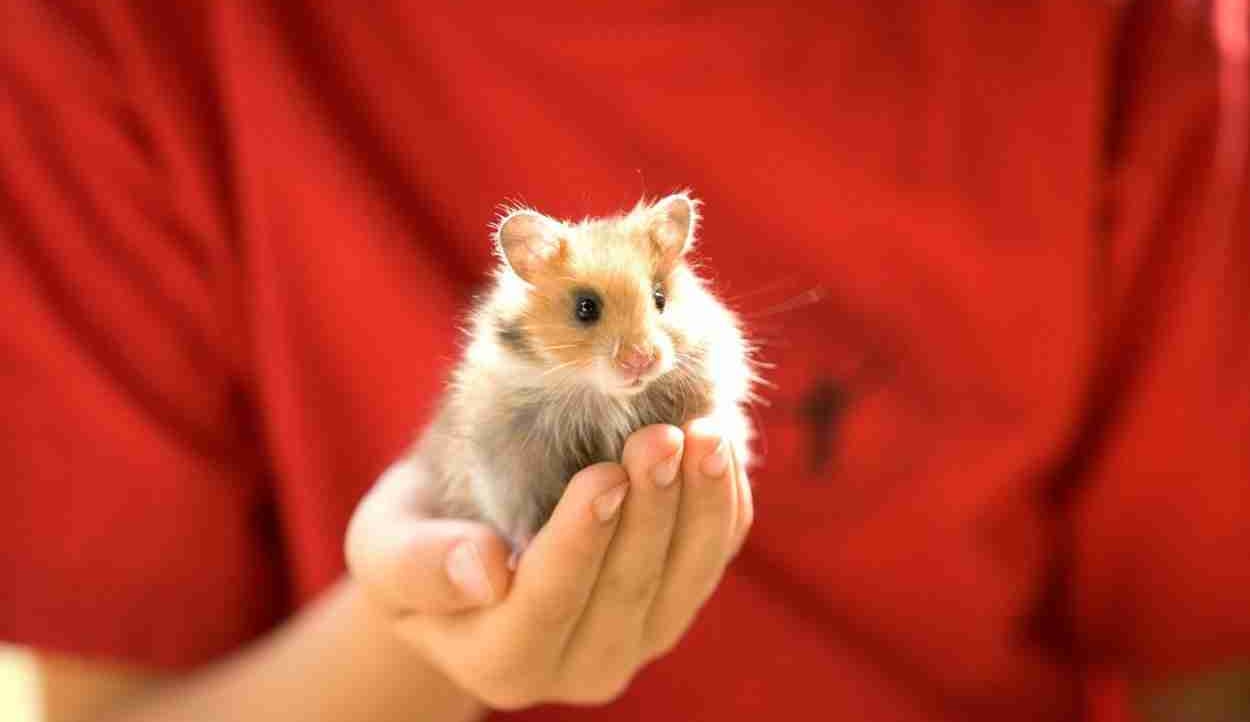 grise cardinal (grisecardinal) Farcaster social identity (Fname handle) PFP