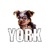 Based Yorkie