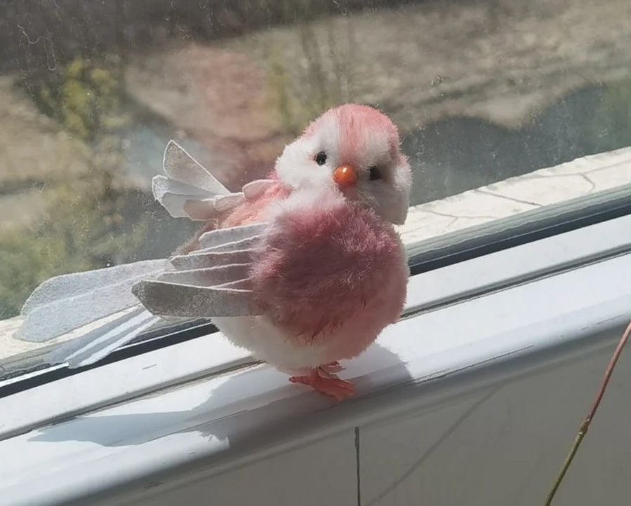 BopDolly✨🦋 pfp