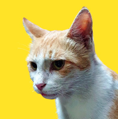yellowdoodle pfp