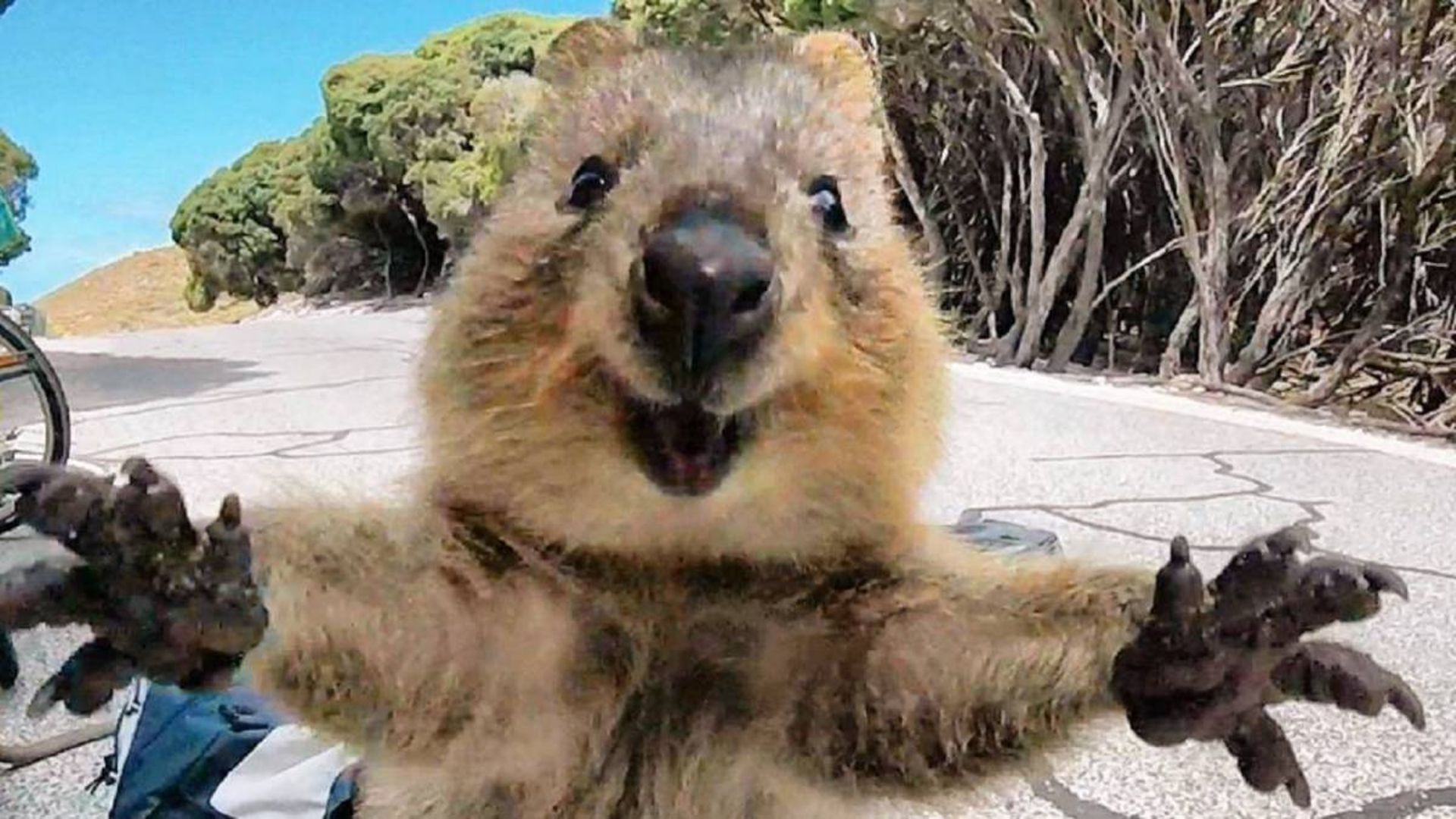 Quokka