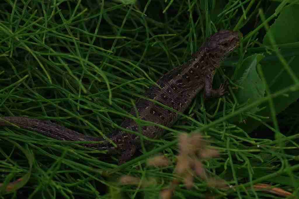 Devin Perez (ehanson) Farcaster social identity (Fname handle) PFP