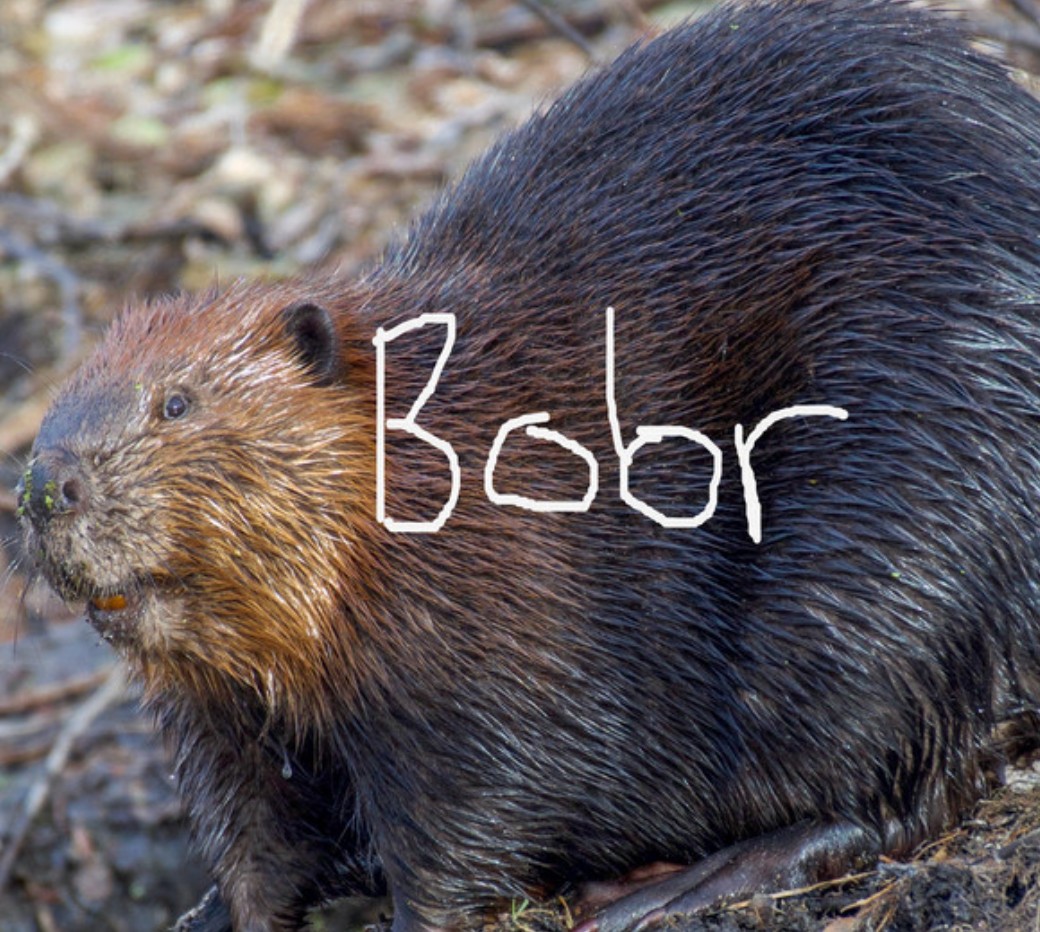 Bobr