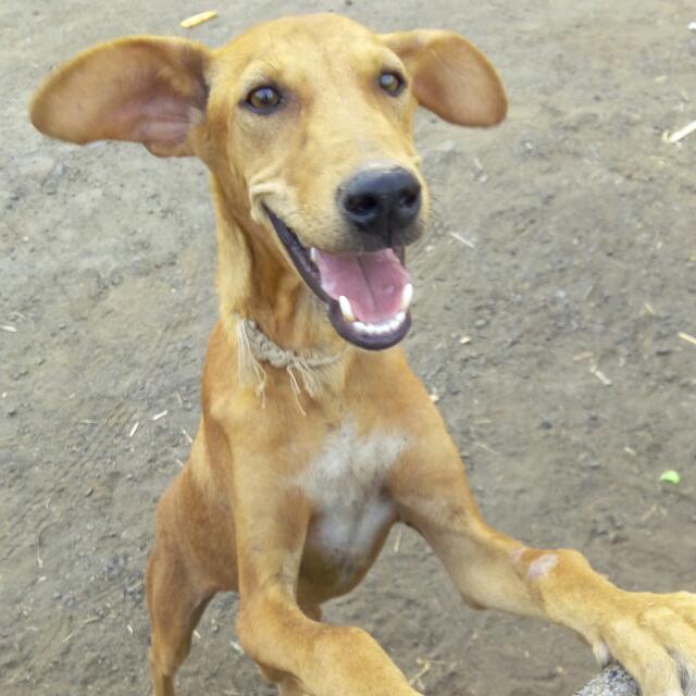 Kishor Gavade (banktig) Farcaster social identity (Fname handle) PFP