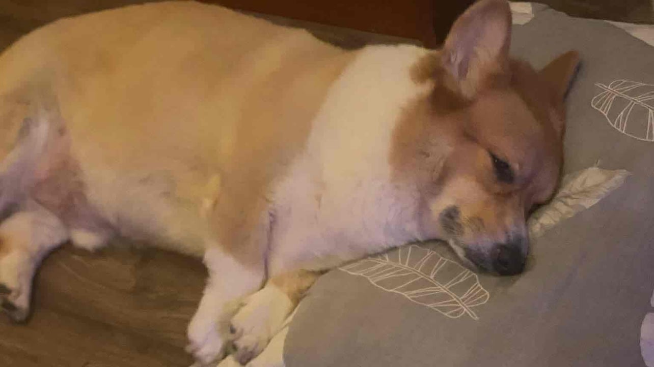 ngocthuy41003 (ngocthuy410.lens) Lens social identity (.lens handle) PFP