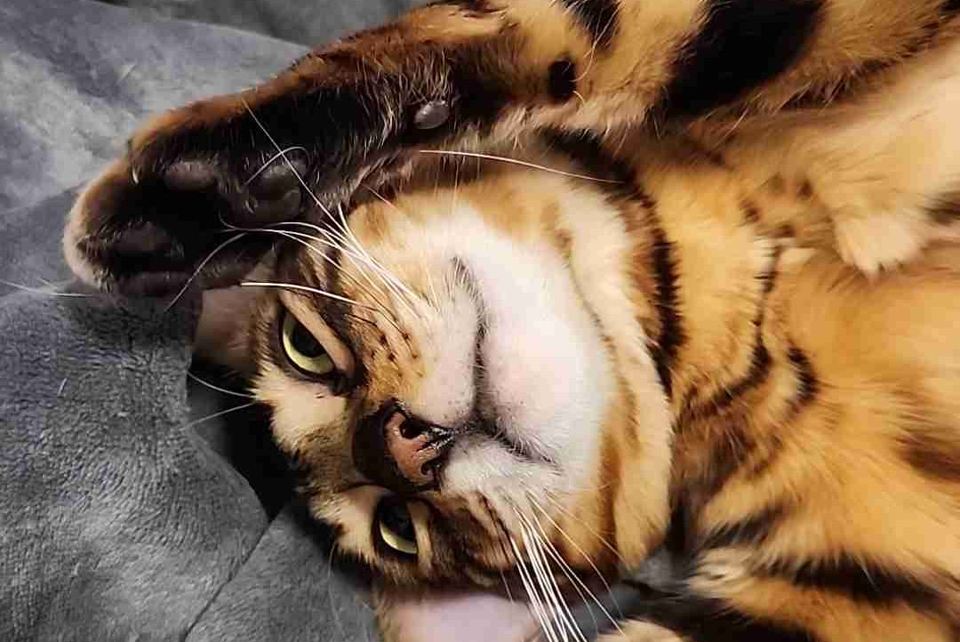 cryptoaaron.base.eth Basenames (.base.eth domains) based on ENS PFP