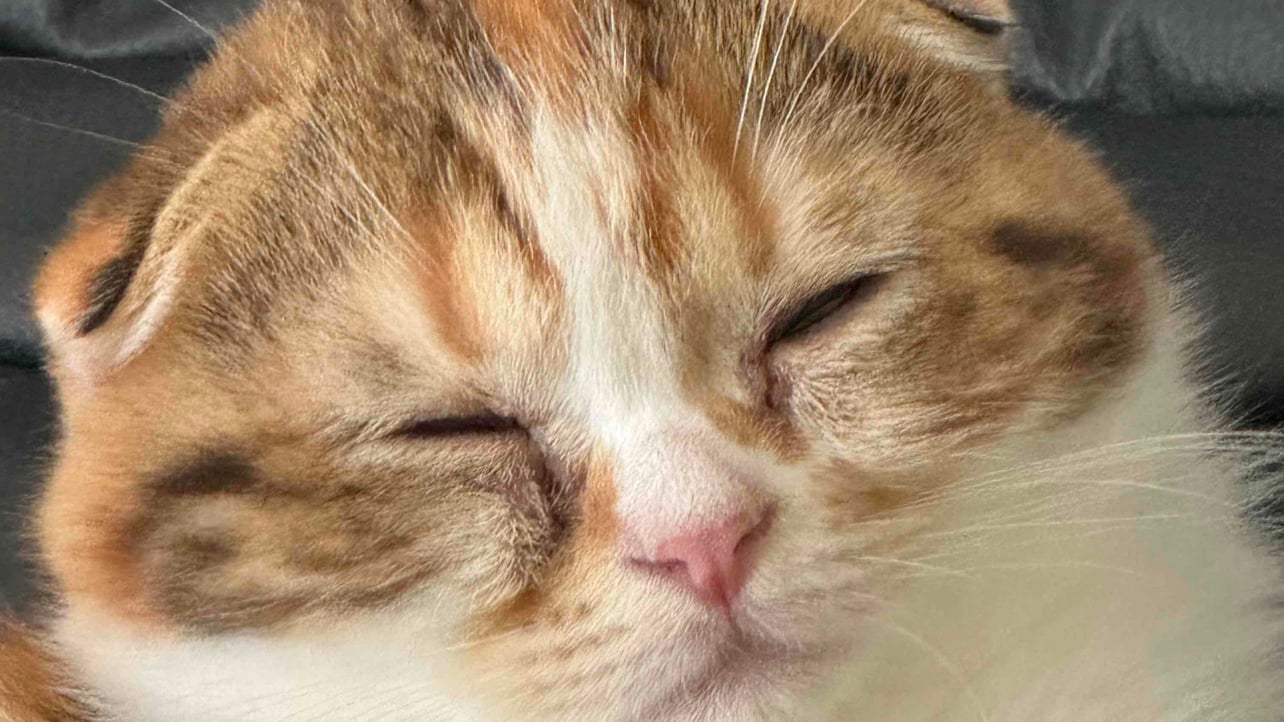 taru Farcaster social identity (Fname handle) PFP