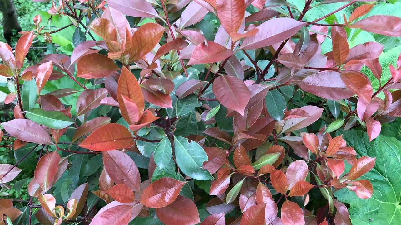 greatzhi.linea.eth Linea Name Service (.linea.eth domains) based on ENS PFP