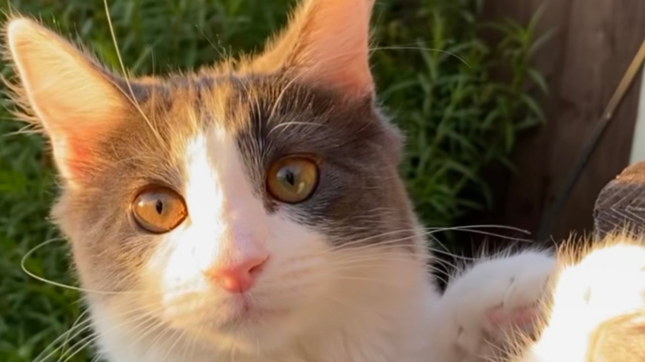 coin3r (coin3r.lens) Lens social identity (.lens handle) PFP