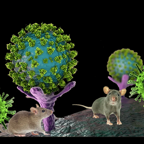 Hantavirus