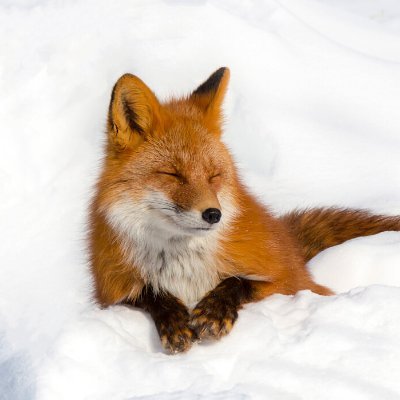 robertall (robertall.lens) Lens social identity (.lens handle) PFP