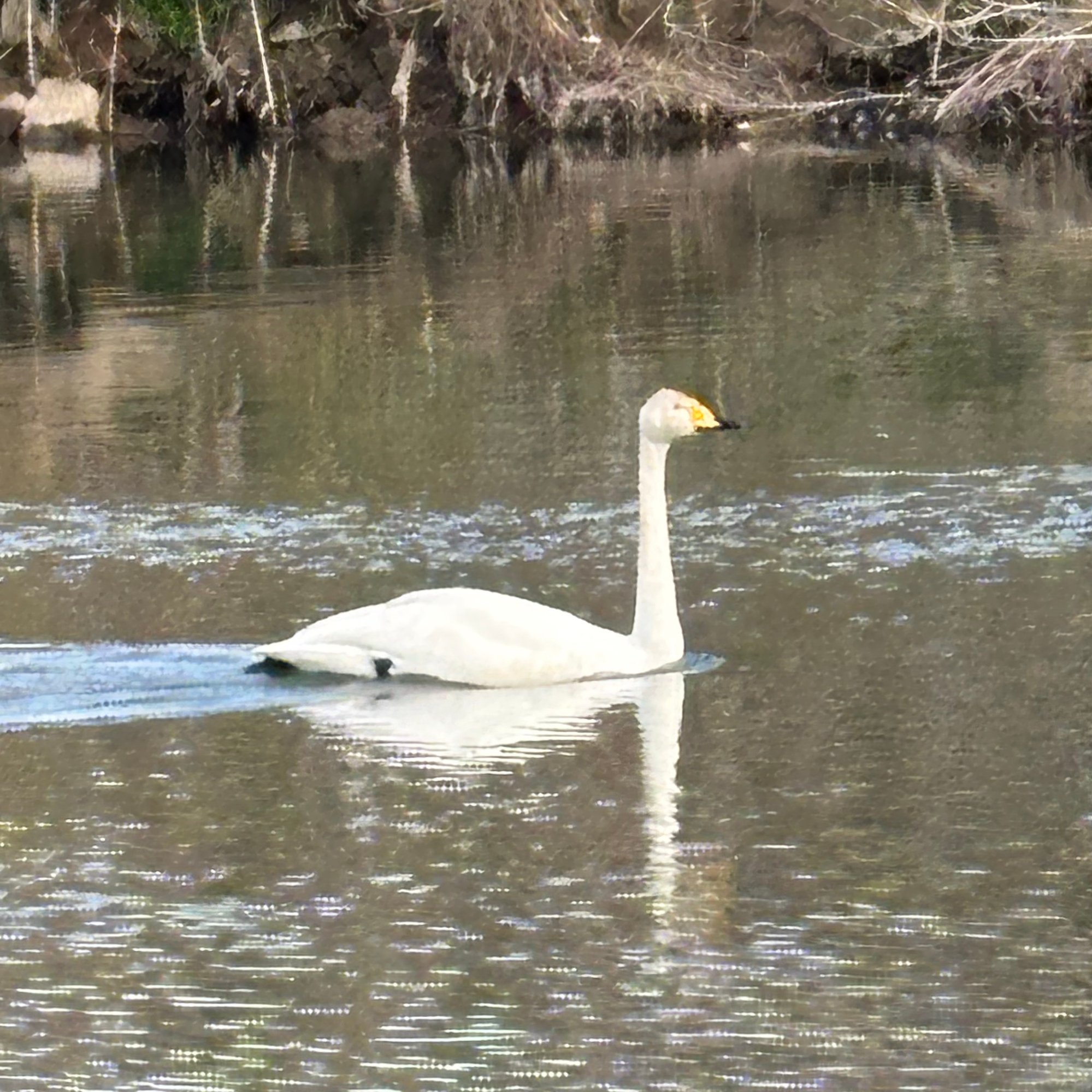 yupoko.lens Lens social identity (.lens handle) PFP