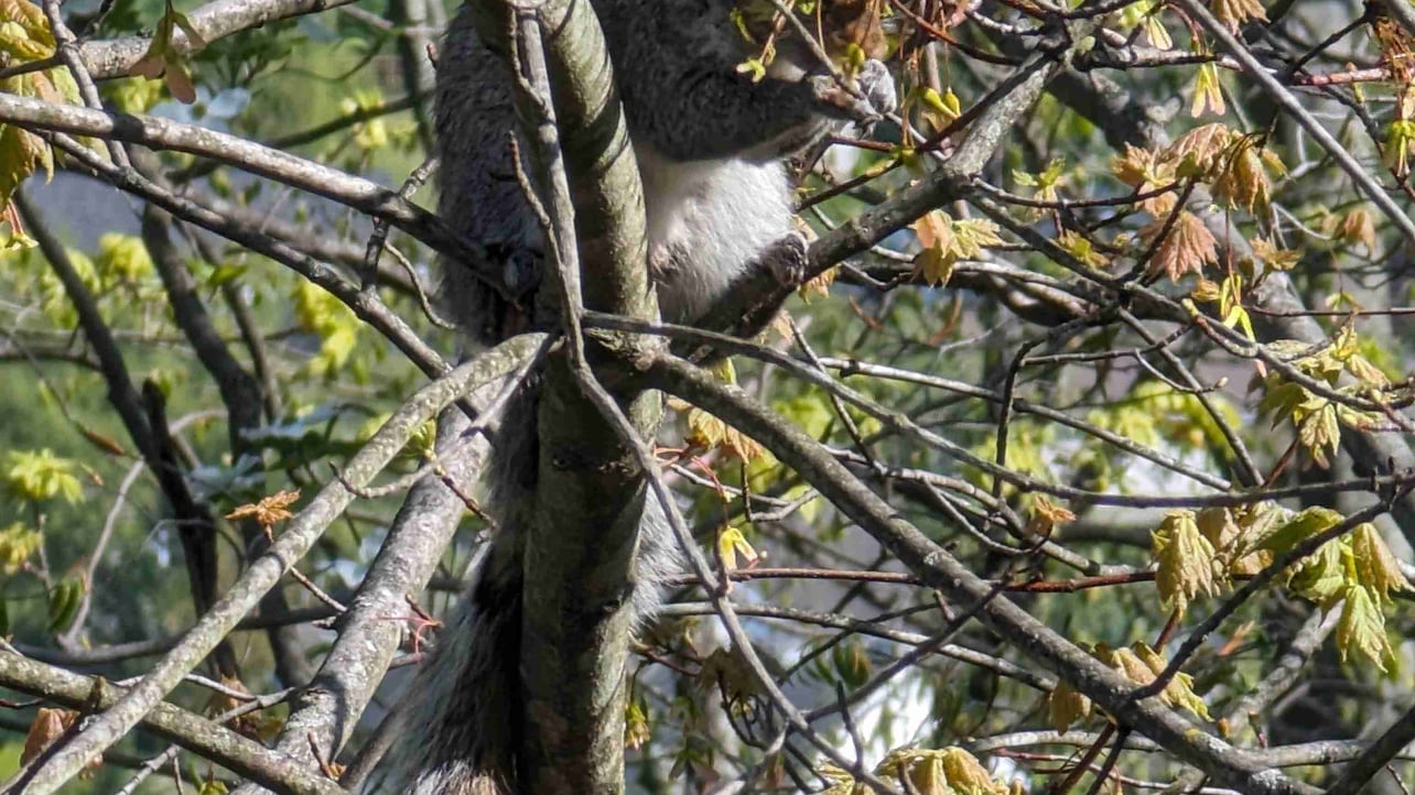 clipsy (clipsy.lens) Lens social identity (.lens handle) PFP