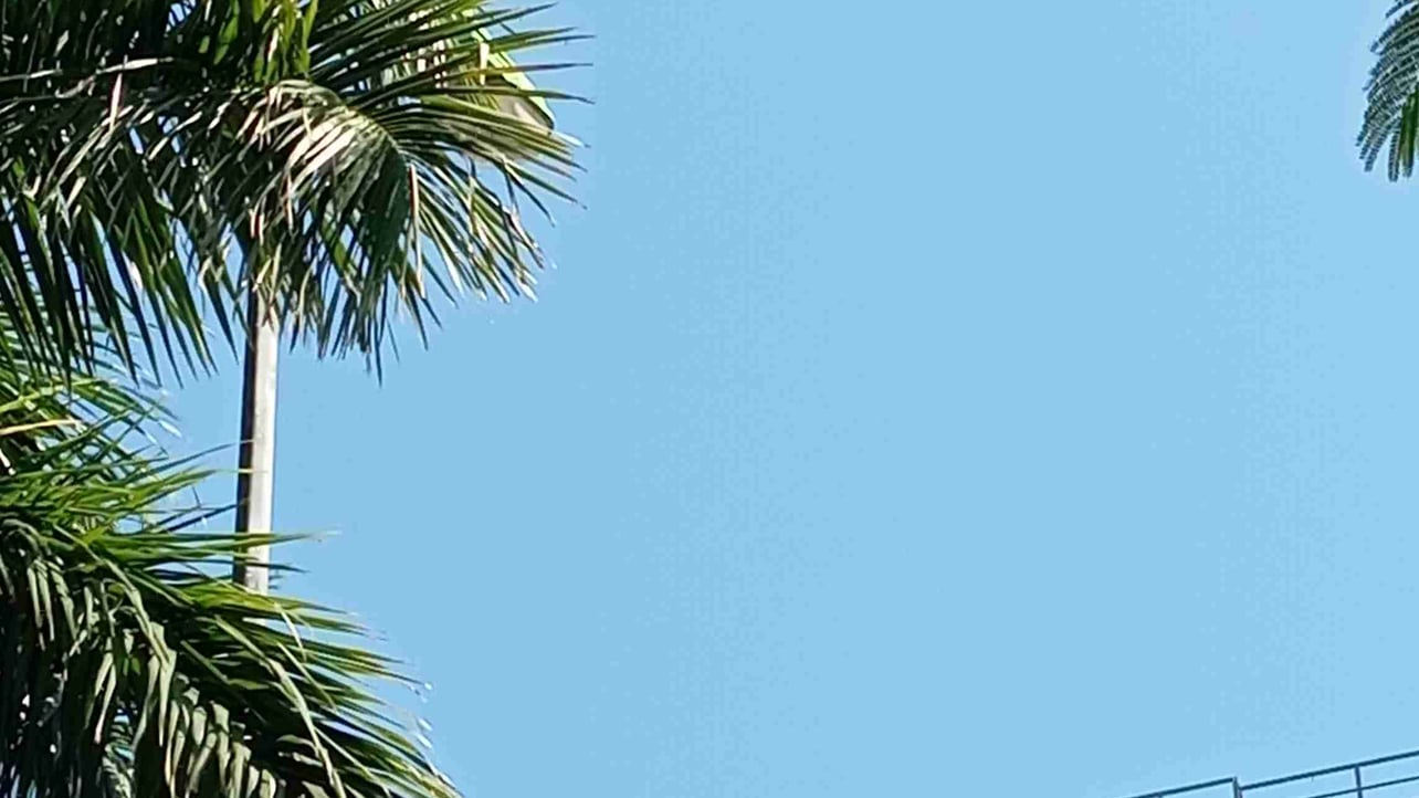 lokani99.lens Lens social identity (.lens handle) PFP