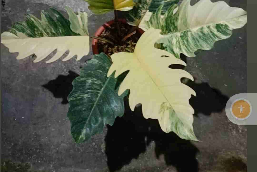 Onimu base.eth (onimu) Farcaster social identity (Fname handle) PFP