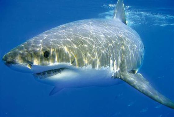 Shark 🦈 pfp