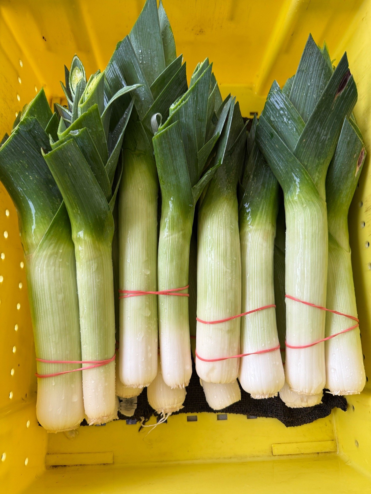 Embed from @brixbounty