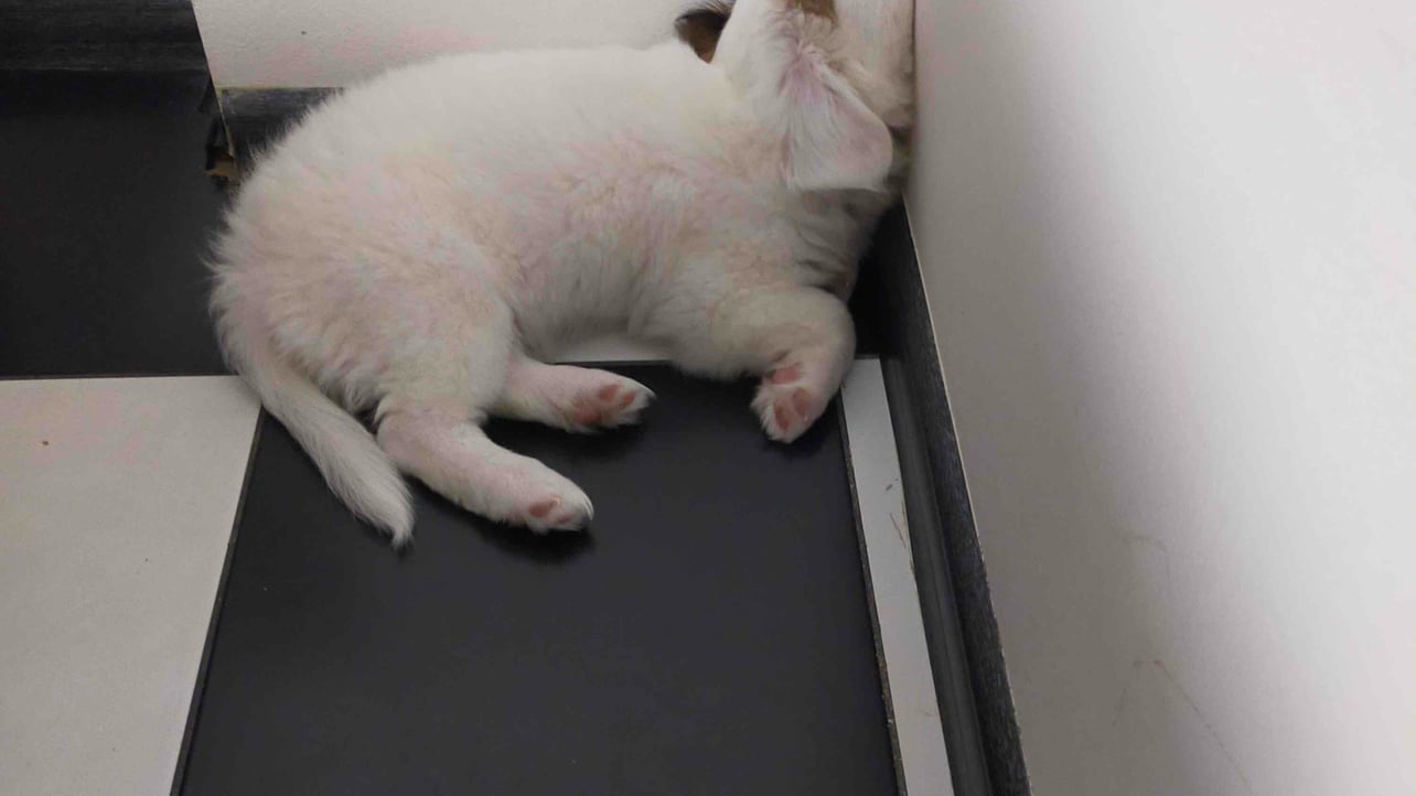 Barb (barbos.lens) Lens social identity (.lens handle) PFP