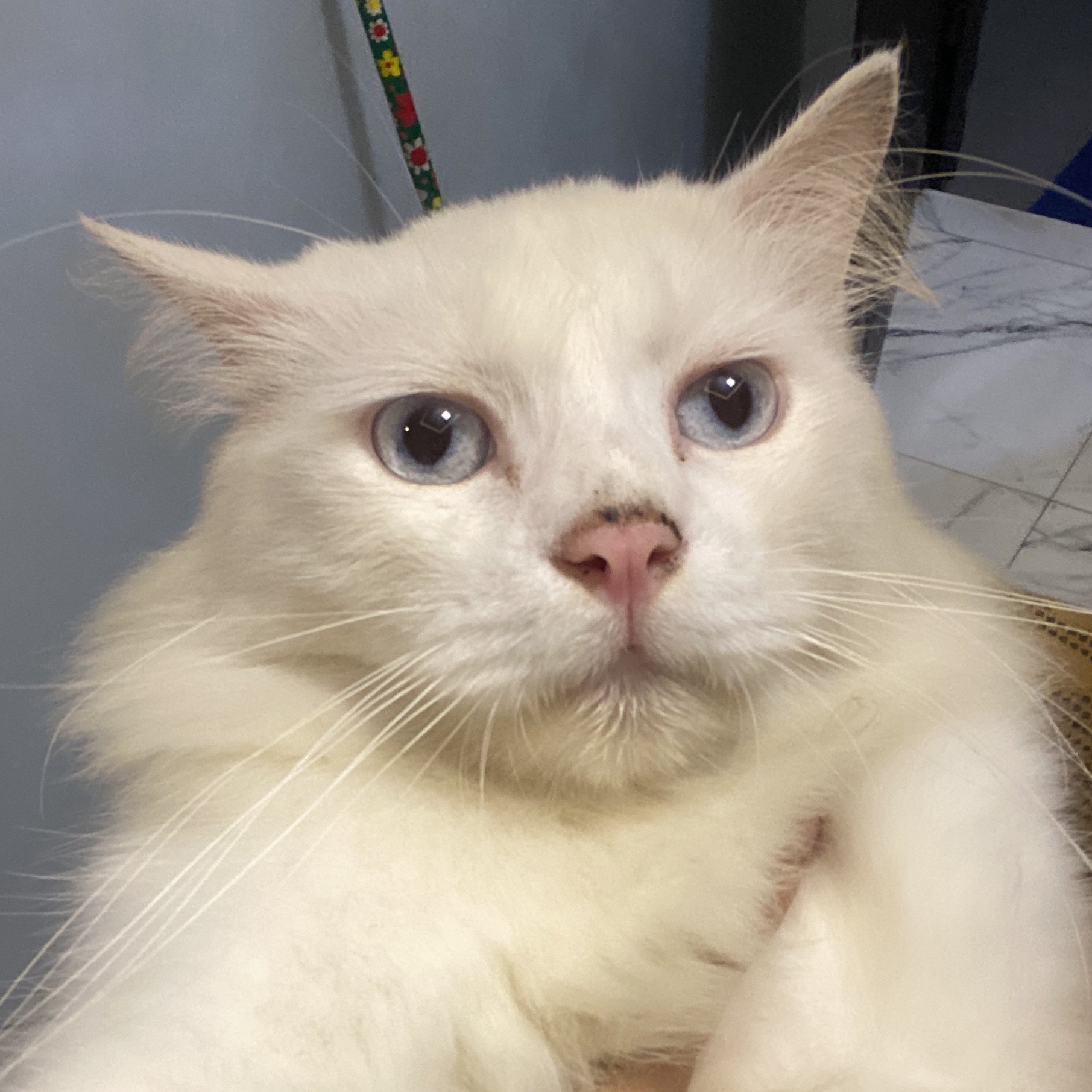 Ronin (ronin.lens) Lens social identity (.lens handle) PFP