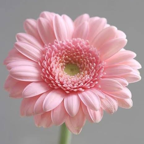 Sha (radsmun) Farcaster social identity (Fname handle) PFP