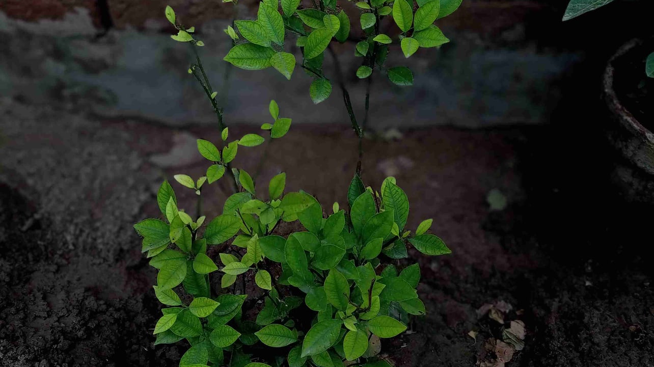 Demon Editz (syedmuneeb) Farcaster social identity (Fname handle) PFP